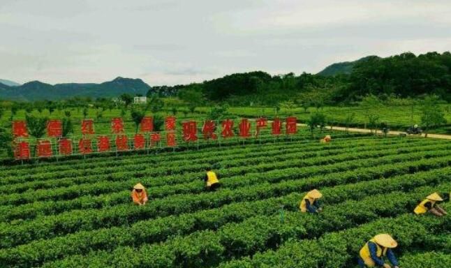 关于广东英德：17万亩春茶全面开采 预计产量同比增8%的资讯