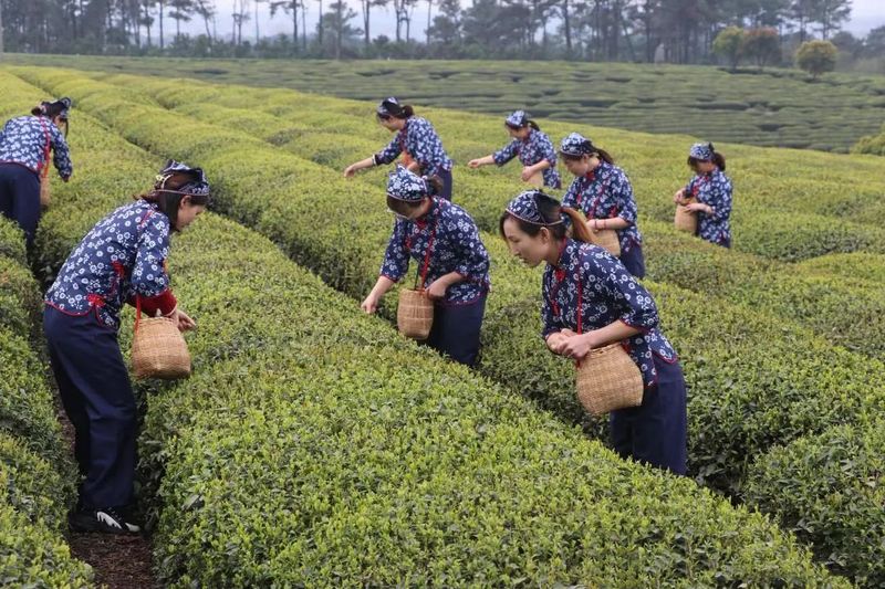 关于南京市高淳区青山茶场千亩春茶全面进入采摘期的资讯