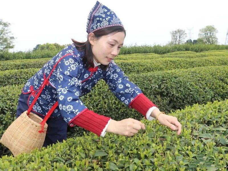 关于南京市高淳区青山茶场千亩春茶全面进入采摘期的资讯(2)
