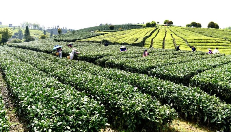 关于湄潭：茶农抢采明前茶，茶企生产加工忙的最新消息(4)