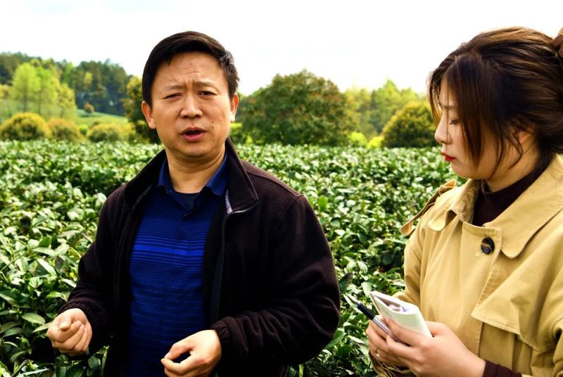 关于湄潭：茶农抢采明前茶，茶企生产加工忙的最新消息(3)