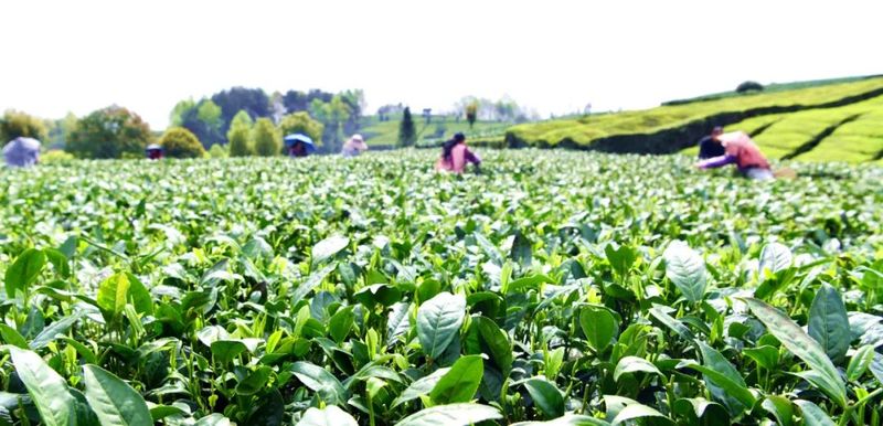 关于湄潭：茶农抢采明前茶，茶企生产加工忙的最新消息(8)