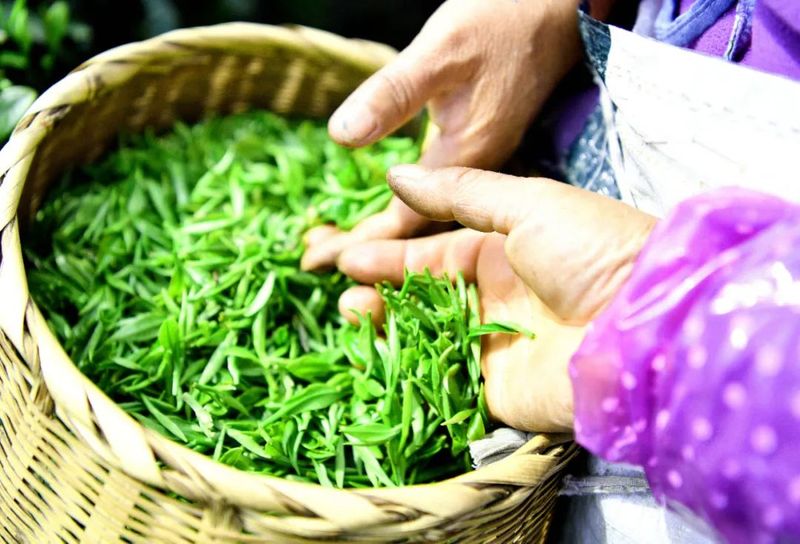 关于湄潭：茶农抢采明前茶，茶企生产加工忙的最新消息(7)