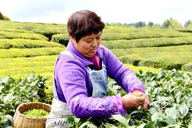 关于湄潭：茶农抢采明前茶，茶企生产加工忙的最新消息(2)