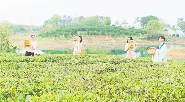 有关于漳河之畔春茶香的消息