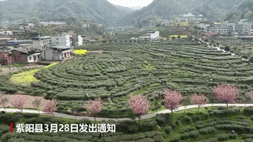 有关于陕西紫阳：防疫不误春茶生产的相关信息