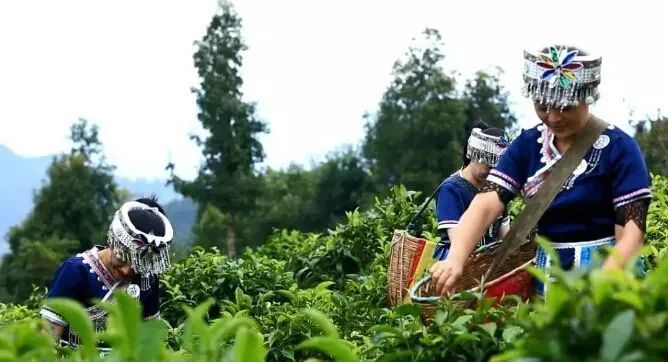 有关于临茶风起 豪气满仓—— 一片树叶书写的传奇之“起源说”的资讯(2)
