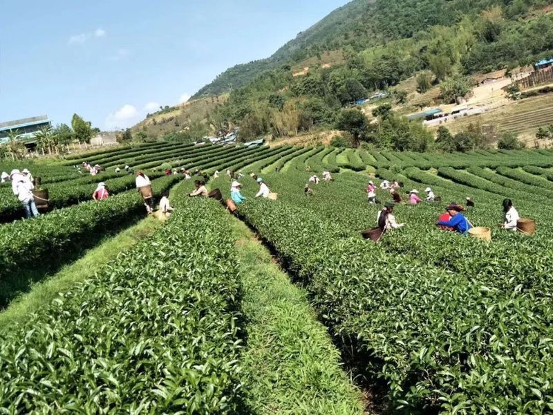 有关于临茶风起 豪气满仓—— 一片树叶书写的传奇之“起源说”的资讯(9)