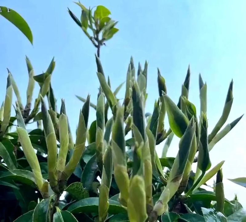 有关于临茶风起 豪气满仓—— 一片树叶书写的传奇之“起源说”的资讯(13)