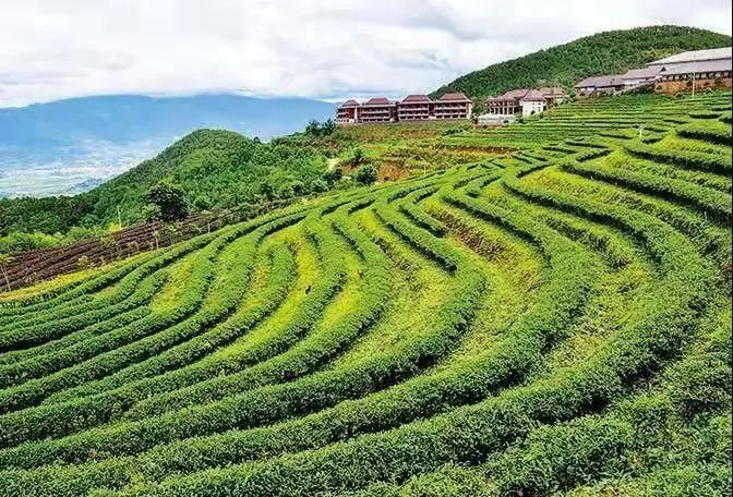 有关于临茶风起 豪气满仓—— 一片树叶书写的传奇之“起源说”的资讯(10)
