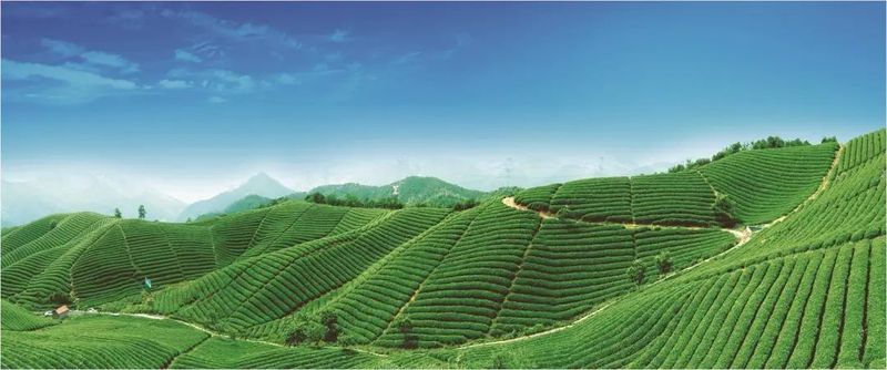 有关于临茶风起 豪气满仓—— 一片树叶书写的传奇之“起源说”的资讯