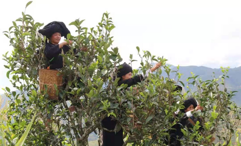 有关于临茶风起 豪气满仓—— 一片树叶书写的传奇之“起源说”的资讯(14)