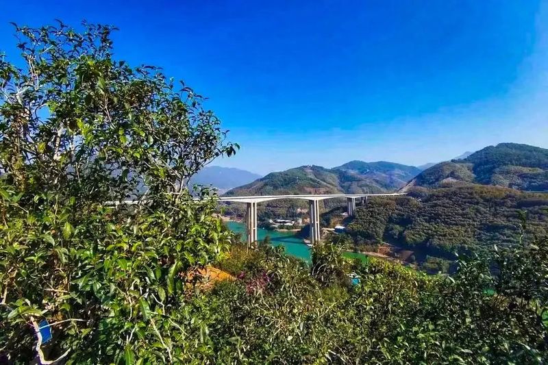 有关于临茶风起 豪气满仓—— 一片树叶书写的传奇之“起源说”的资讯(12)