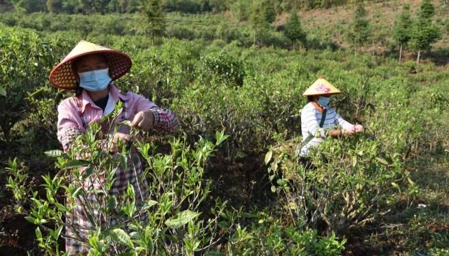 有关于云南这个村里的“采茶网格长”，让采茶防疫两不误的内容(1)