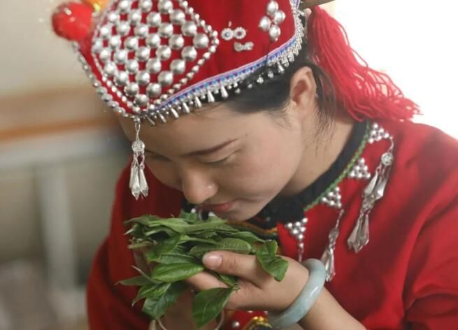 关于春茶飘香，景谷“酸枣树”古树茶正式采摘的内容(11)