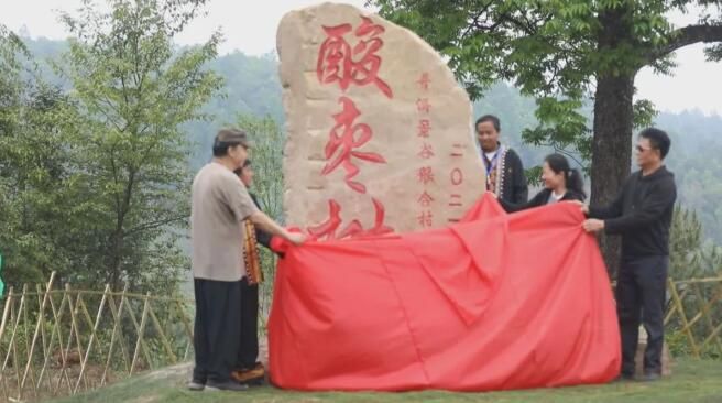 关于春茶飘香，景谷“酸枣树”古树茶正式采摘的内容(2)