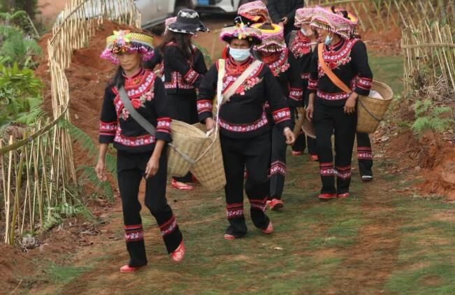 关于春茶飘香，景谷“酸枣树”古树茶正式采摘的内容(4)