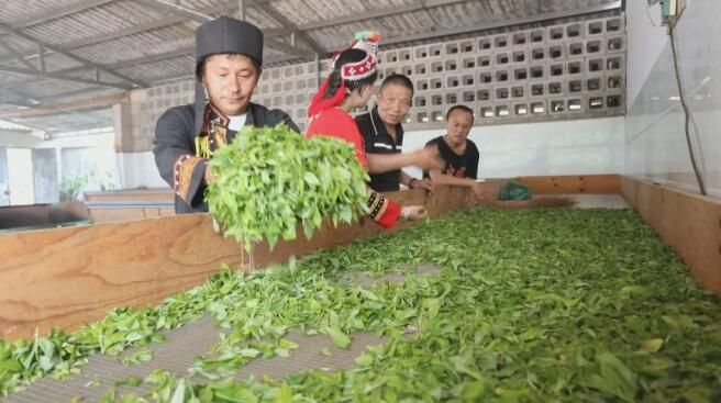 关于春茶飘香，景谷“酸枣树”古树茶正式采摘的内容(9)