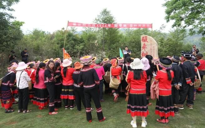 关于春茶飘香，景谷“酸枣树”古树茶正式采摘的内容