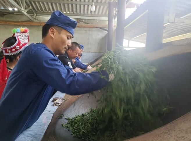 关于春茶飘香，景谷“酸枣树”古树茶正式采摘的内容(10)