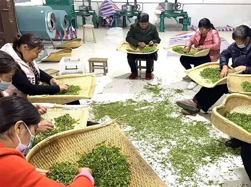 有关于陕西山阳：抢抓农时采茶忙，“只此青绿”产业兴的相关信息(1)