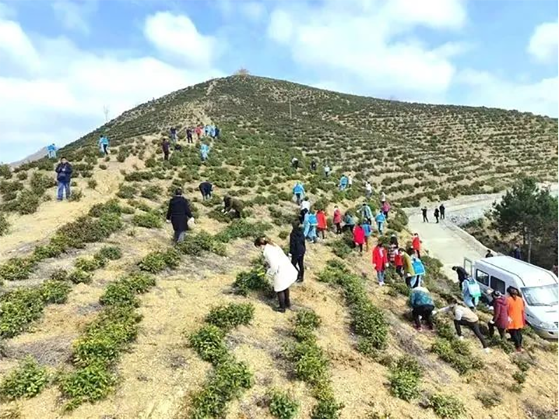 有关于陕西山阳：抢抓农时采茶忙，“只此青绿”产业兴的相关信息