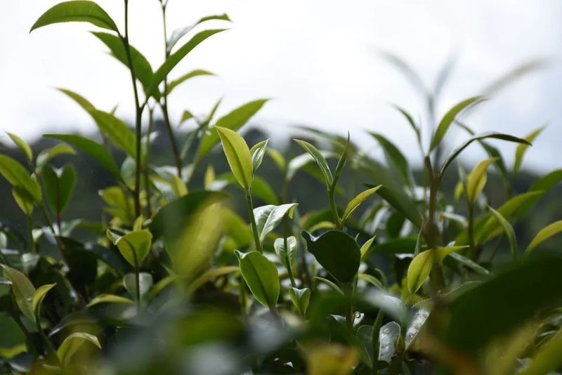 关于德化镇：以茶兴业 以茶富民 乡村振兴大有“钱”景的新闻(1)