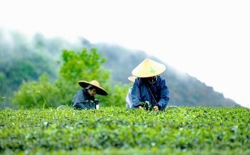 有关于2022第四届中国·英德红茶头采节开幕的相关内容(10)