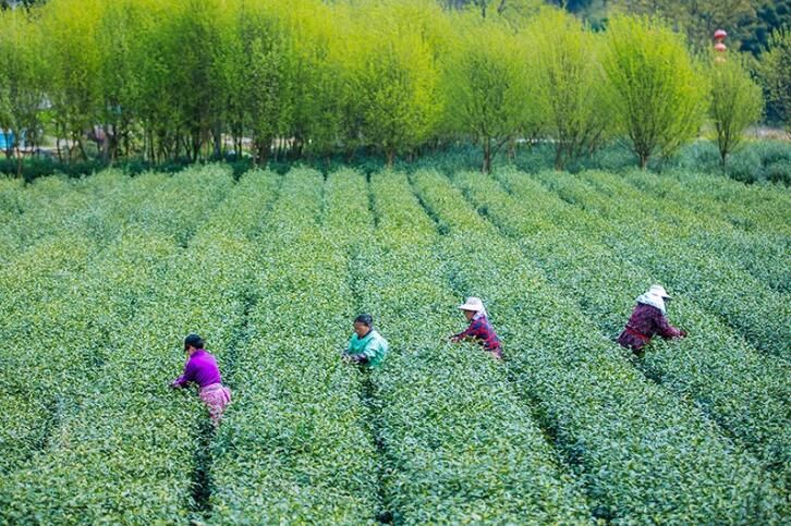 关于“倒春寒”下，安徽春茶谁来采？的相关内容(1)