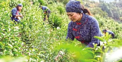有关于《琵琶行》传诵千载 “浮梁茶”香溢神州的最新消息