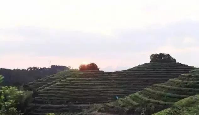 有关于最美湖北茶园，一城春色半城茶的内容(15)