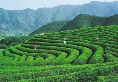 有关于最美湖北茶园，一城春色半城茶的内容(9)