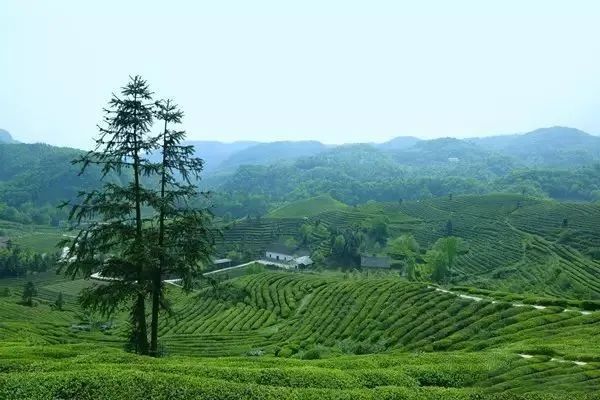 有关于最美湖北茶园，一城春色半城茶的内容(12)