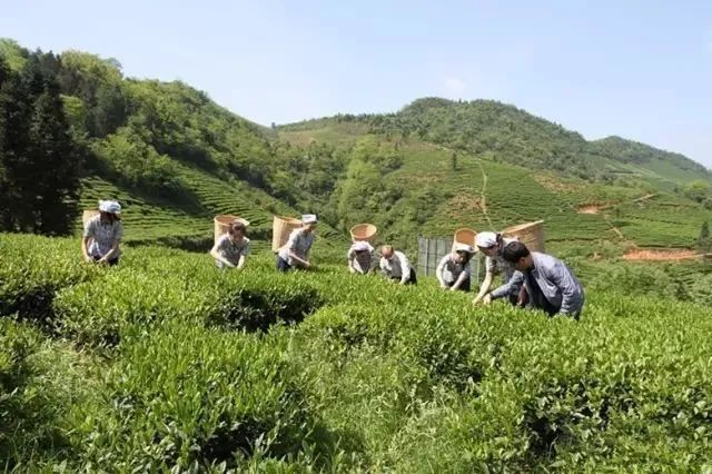 有关于最美湖北茶园，一城春色半城茶的内容(10)
