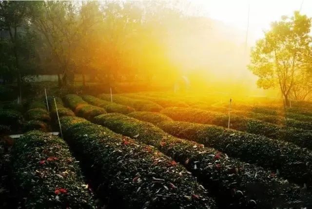 有关于最美湖北茶园，一城春色半城茶的内容(2)