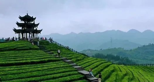 有关于最美湖北茶园，一城春色半城茶的内容
