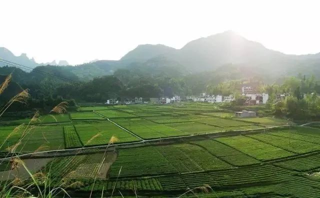 有关于最美湖北茶园，一城春色半城茶的内容(14)