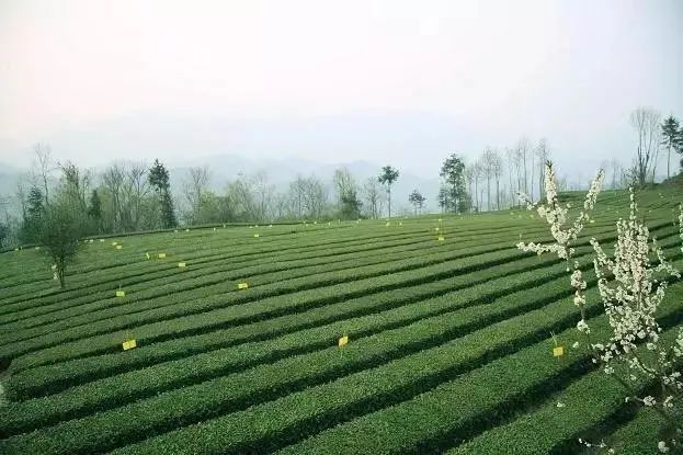 有关于最美湖北茶园，一城春色半城茶的内容(16)