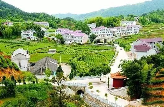 有关于最美湖北茶园，一城春色半城茶的内容(11)