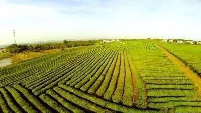 有关于最美湖北茶园，一城春色半城茶的内容(5)
