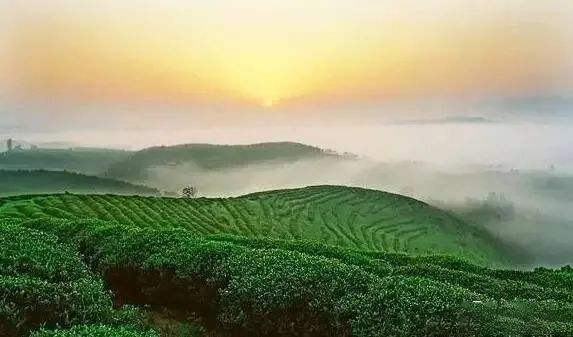 有关于最美湖北茶园，一城春色半城茶的内容(3)