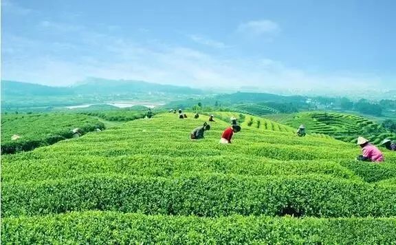 有关于最美湖北茶园，一城春色半城茶的内容(4)
