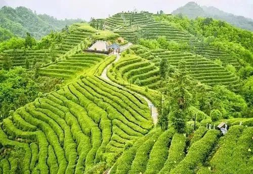 有关于最美湖北茶园，一城春色半城茶的内容(13)