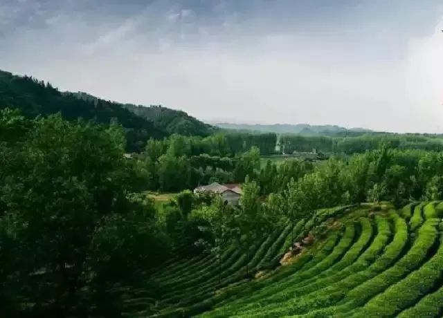 有关于最美湖北茶园，一城春色半城茶的内容(6)