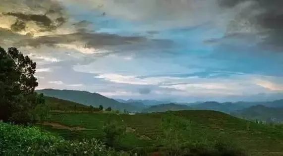 有关于最美湖北茶园，一城春色半城茶的内容(7)