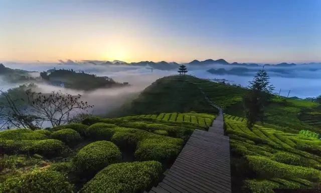 有关于最美湖北茶园，一城春色半城茶的内容(1)