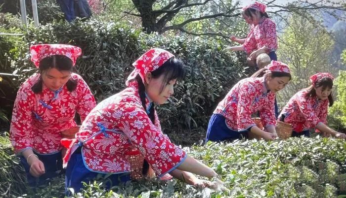 关于祁门红茶云采摘节开幕的消息