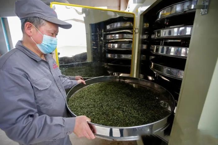 关于祁门红茶云采摘节开幕的消息(1)
