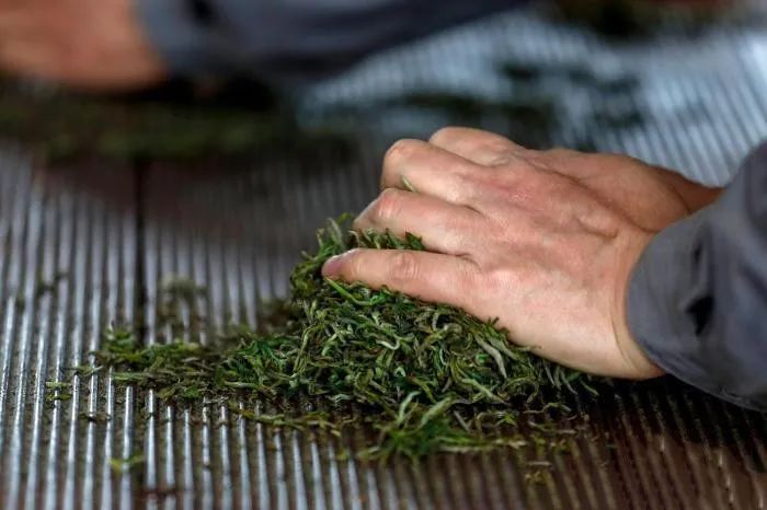 关于祁门红茶云采摘节开幕的消息(2)