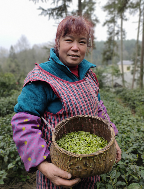 关于田坝支行：金融“活水”浇灌茶产业发展的消息